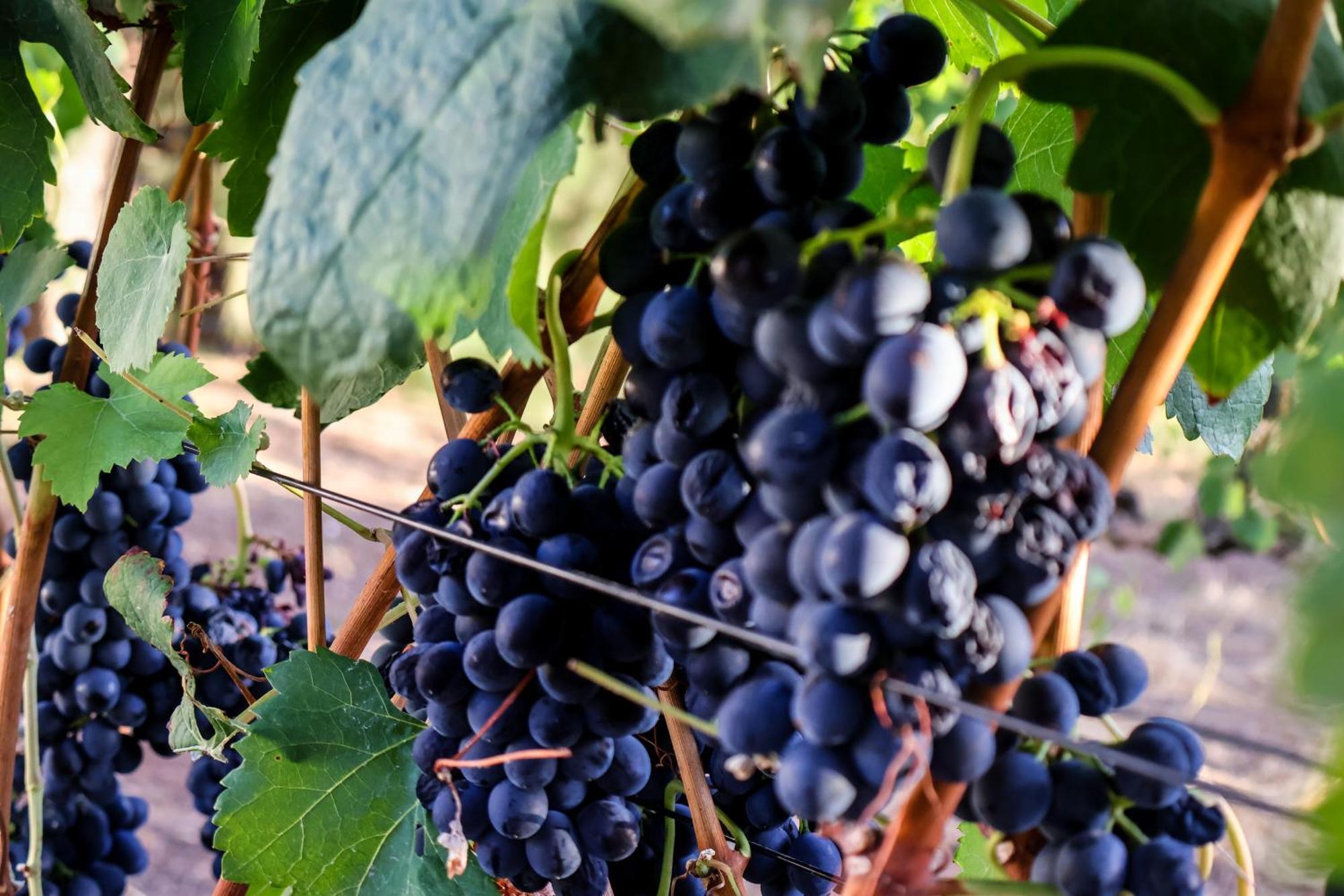 La Villa Franschhoek Εξωτερικό φωτογραφία